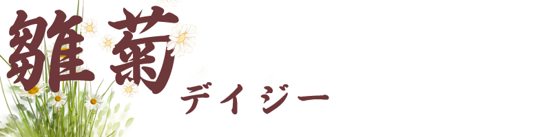 雛菊(デイジー)